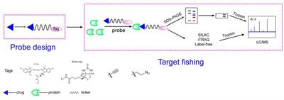Advanced <mark class="highlighted">Activity-Based Protein Profiling</mark> Application Strategies for Drug Development